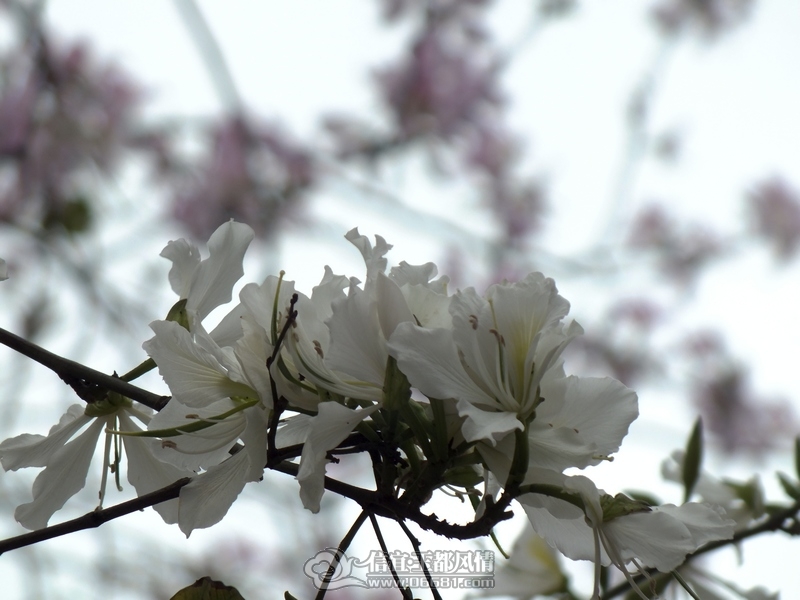 DSCF0031.jpg