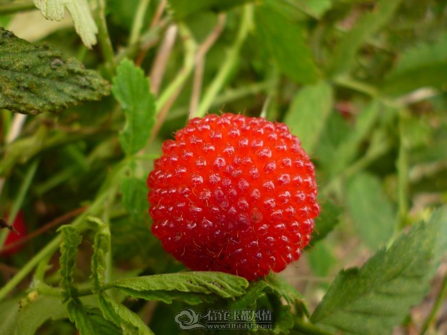 ������С P1000800.JPG
