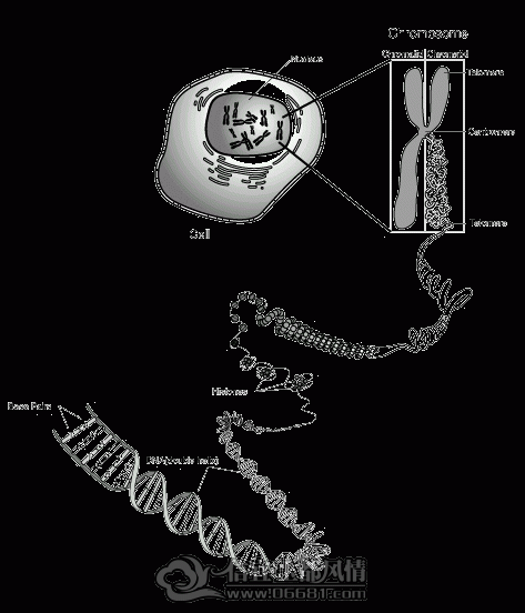 Ⱦɫ��DNA.jpg