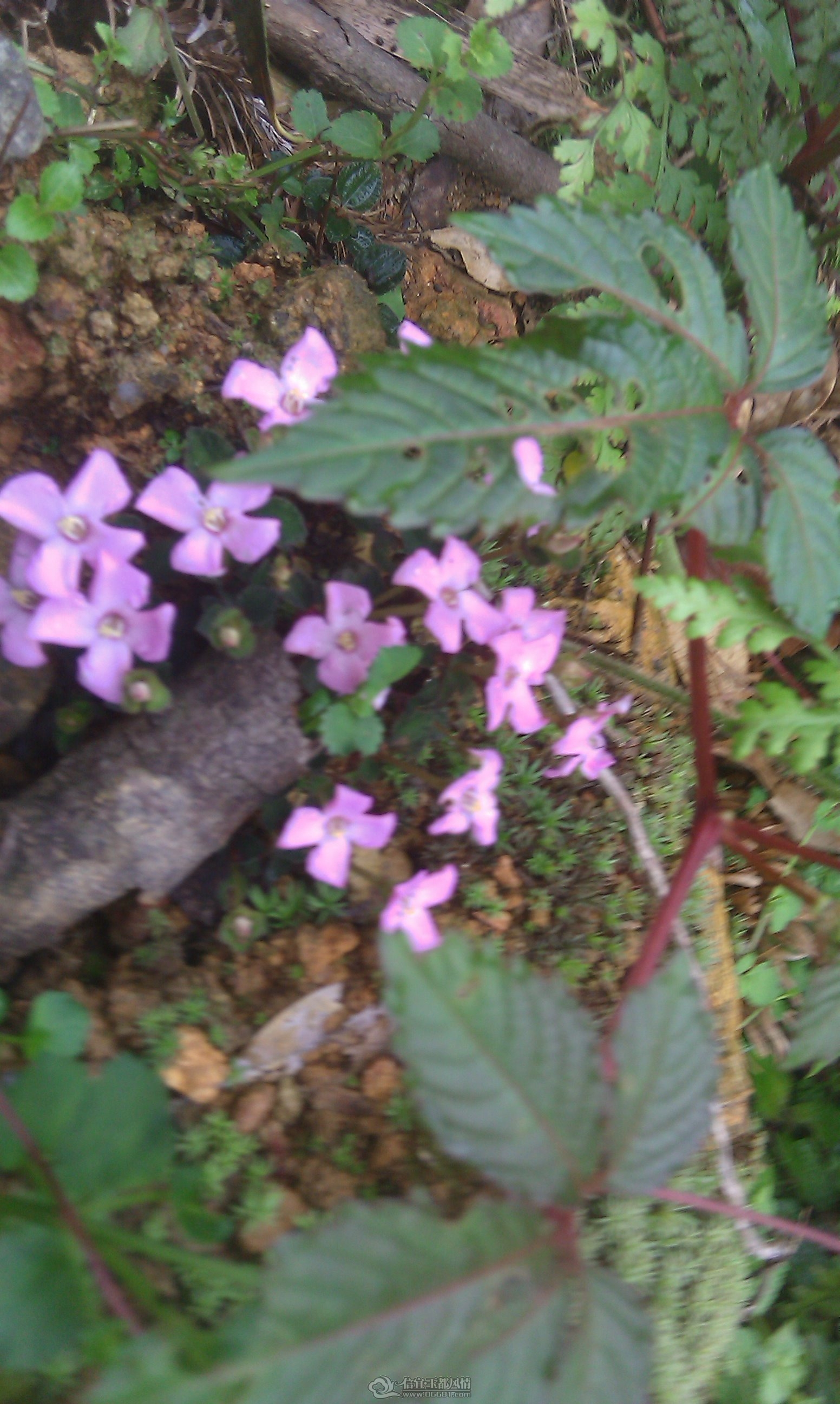 IMAGE_017.jpg
