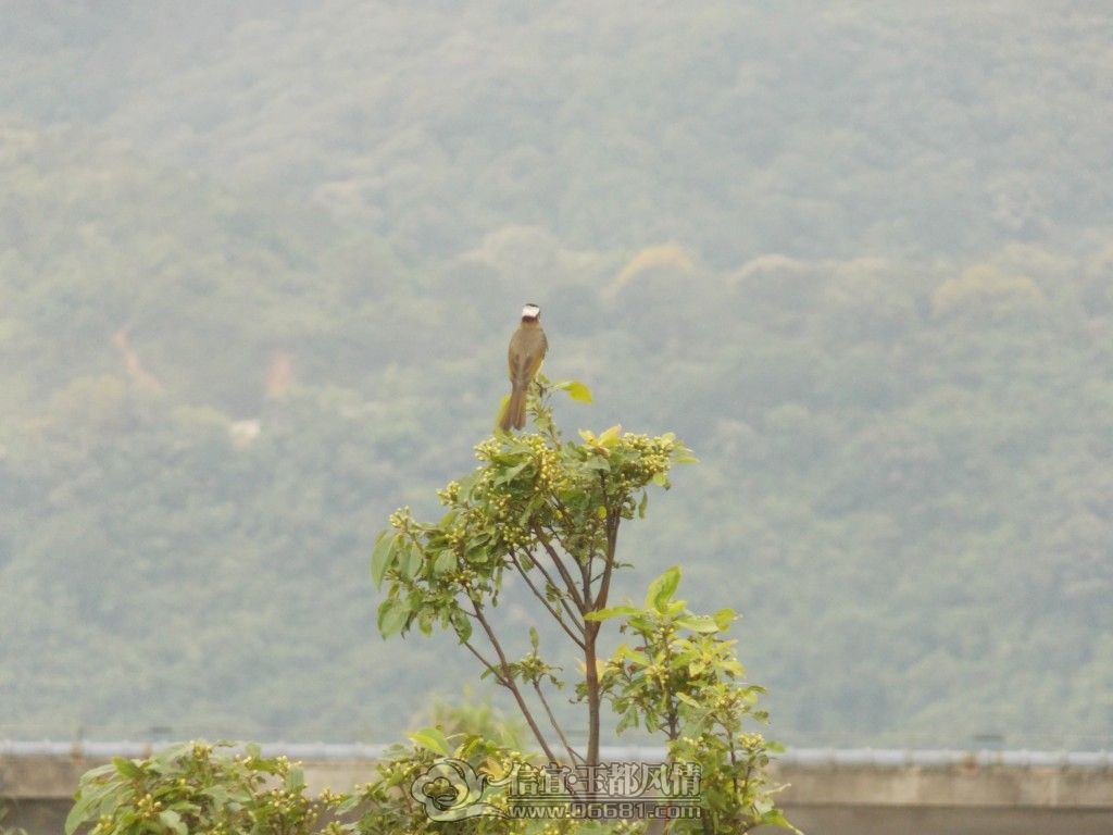 ��Ƭ 068.jpg