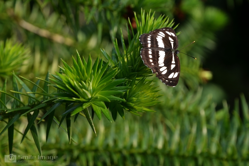 DSC_7827.jpg