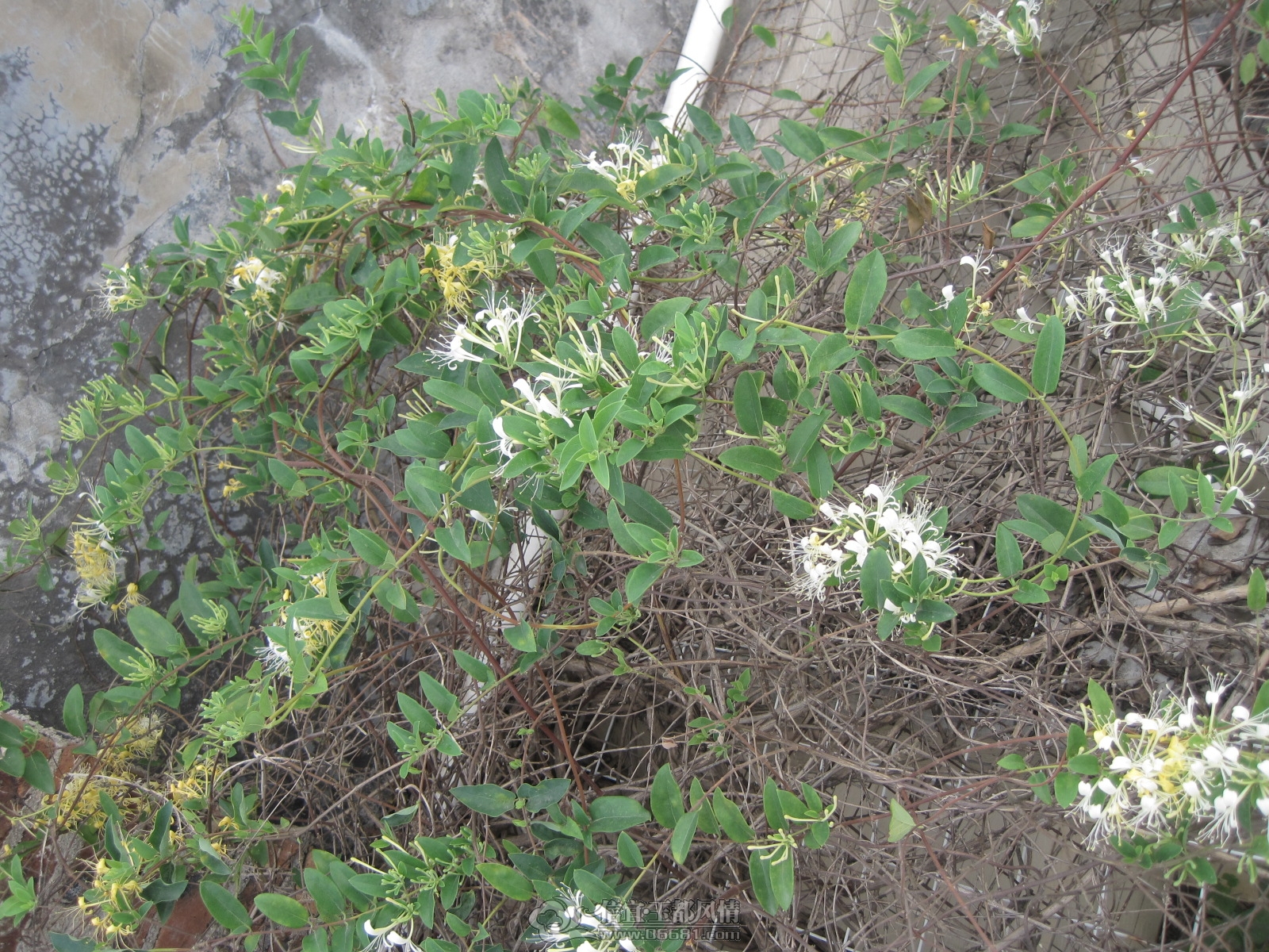 IMG_0961.JPG