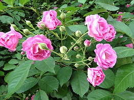 DSC01779.jpg