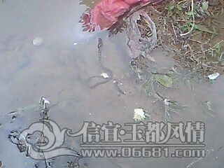IMG0624A.jpg