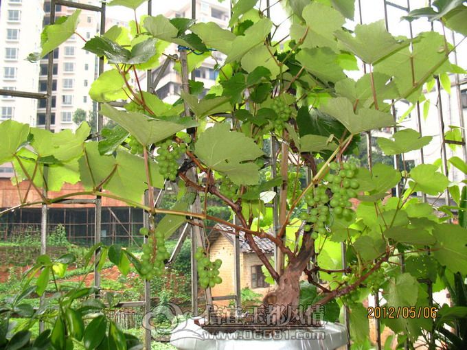 2012-05-07 024.jpg