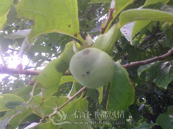 201205134293.jpg