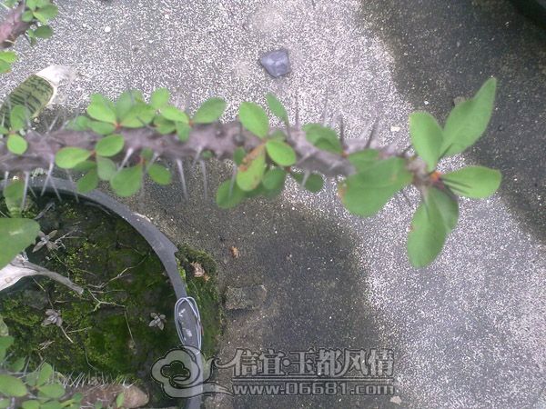 201205134308.jpg