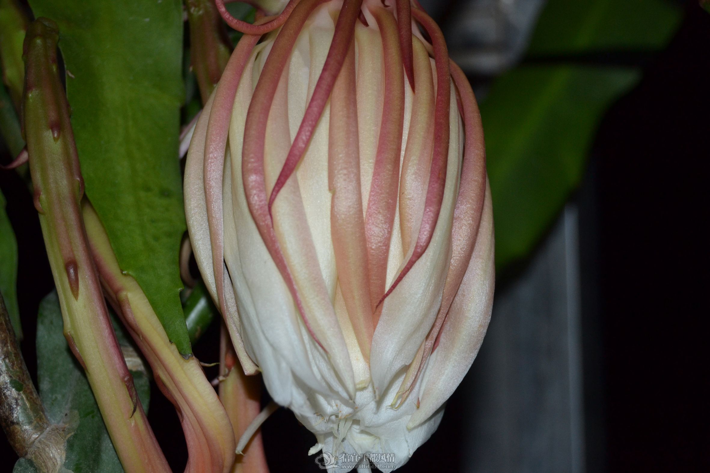 DSC_0873.jpg