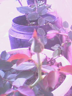 IMG0550A.jpg