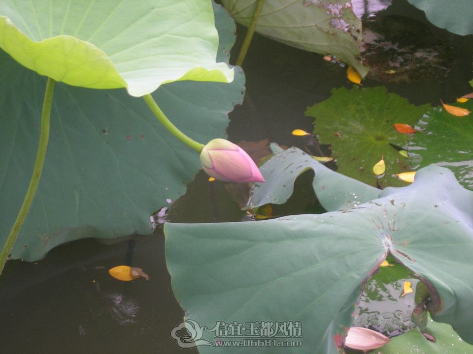 DSCN9780.JPG