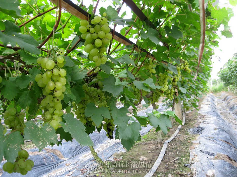 IMG_2174.jpg