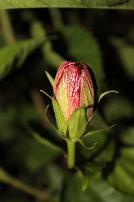 DPP_0035.JPG