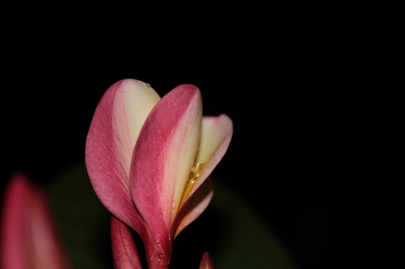 DPP_0046.JPG