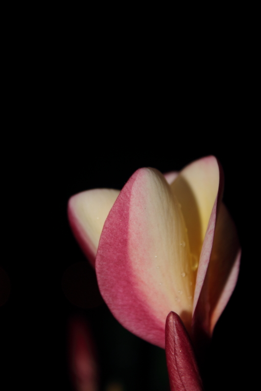 DPP_0047.JPG