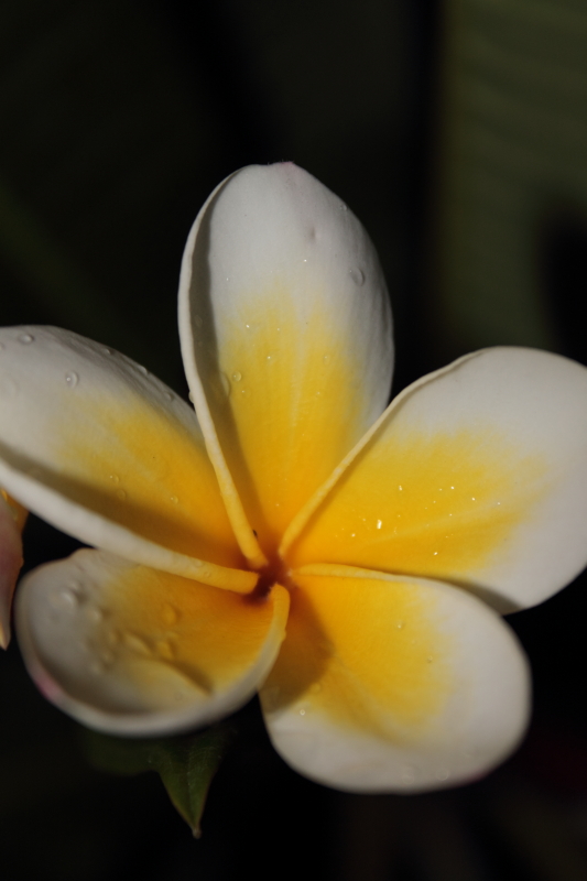 DPP_0050.JPG