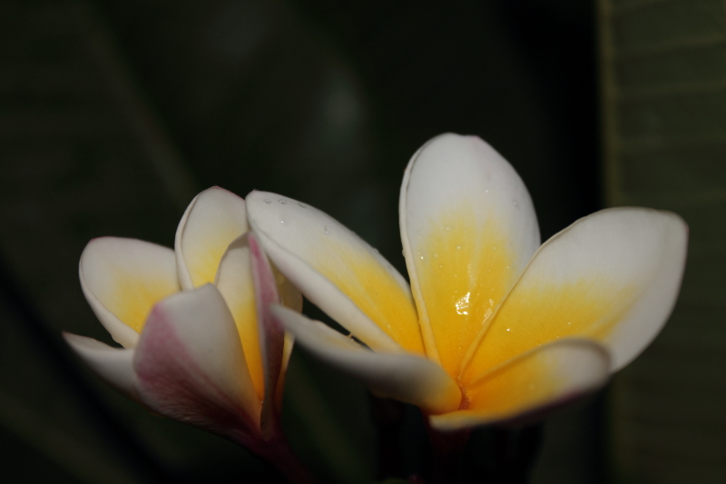 DPP_0051.JPG