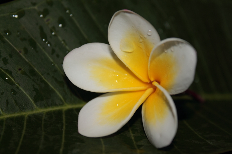 DPP_0056.JPG
