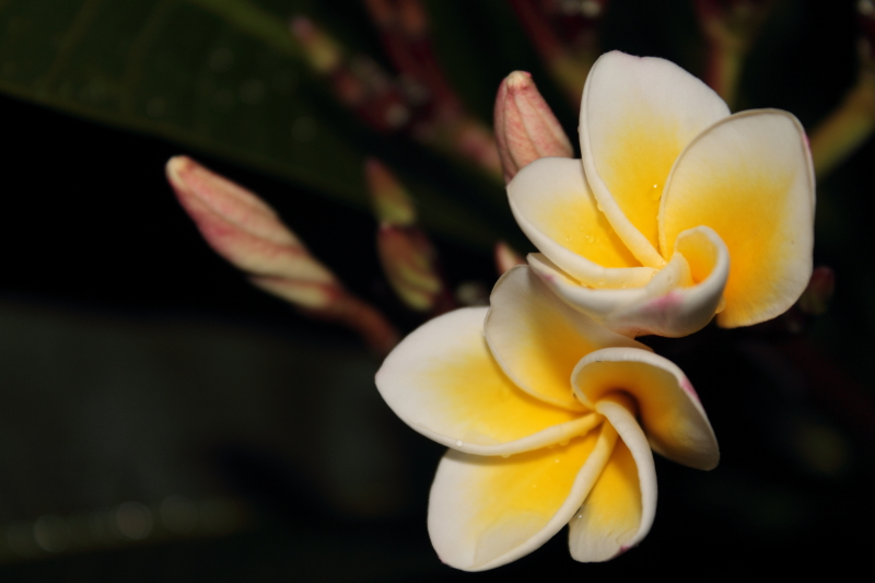 DPP_0058.JPG