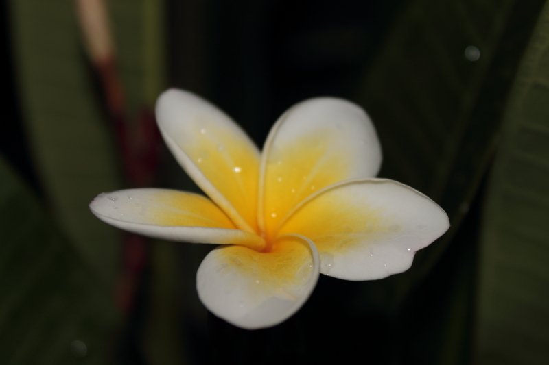 DPP_0064.JPG