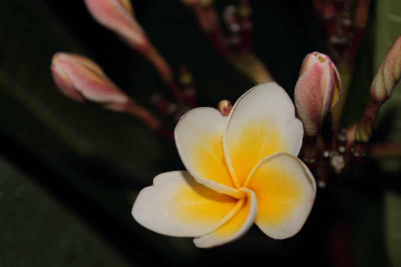 DPP_0065.JPG