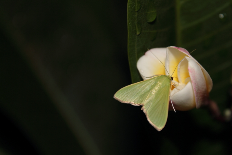 DPP_0068.JPG