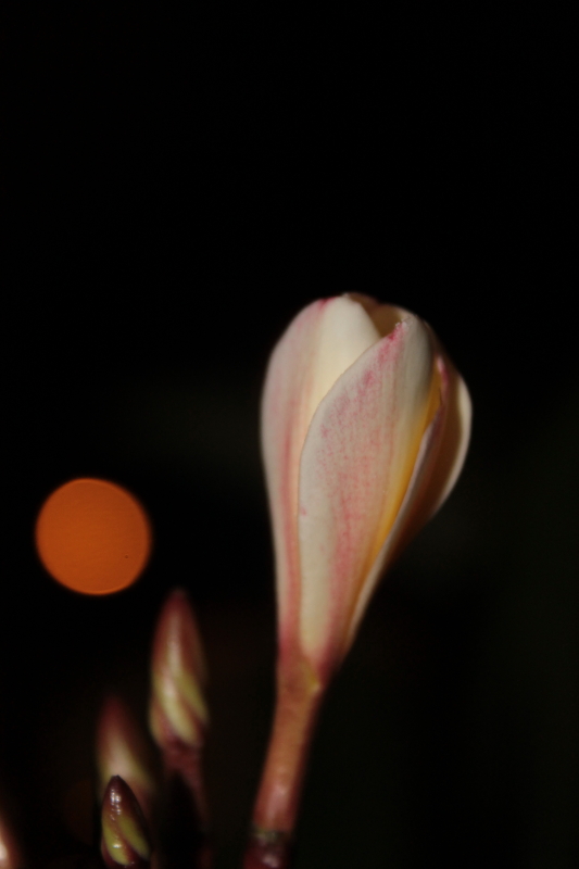 DPP_0009.JPG