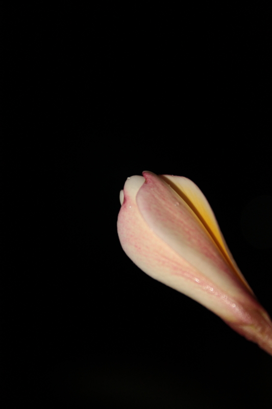 DPP_0013.JPG