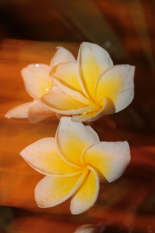 DPP_0022.JPG