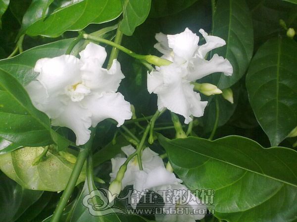201207014598.jpg