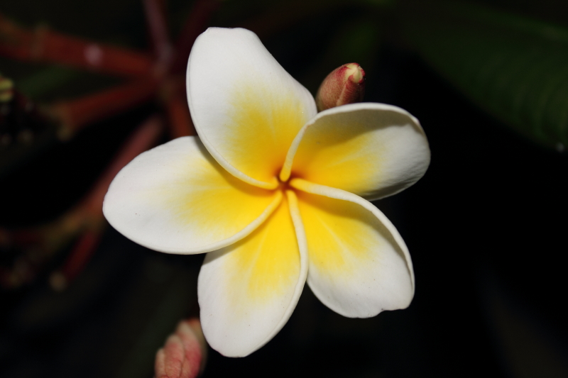 DPP_0028.JPG