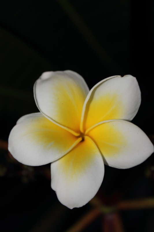 DPP_0026.JPG