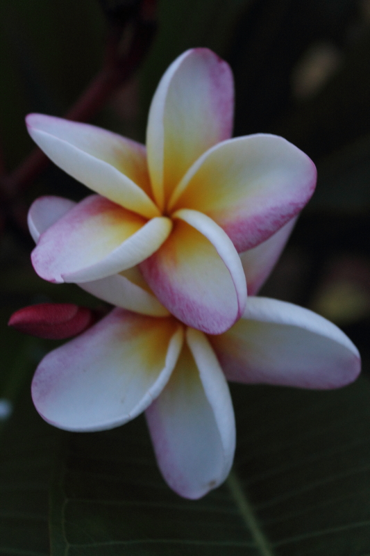 DPP_0021.JPG