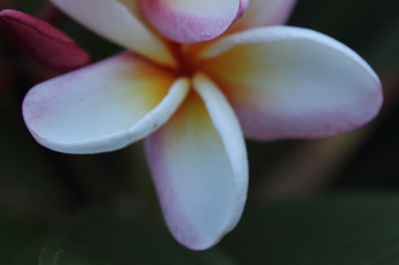 DPP_0022.JPG