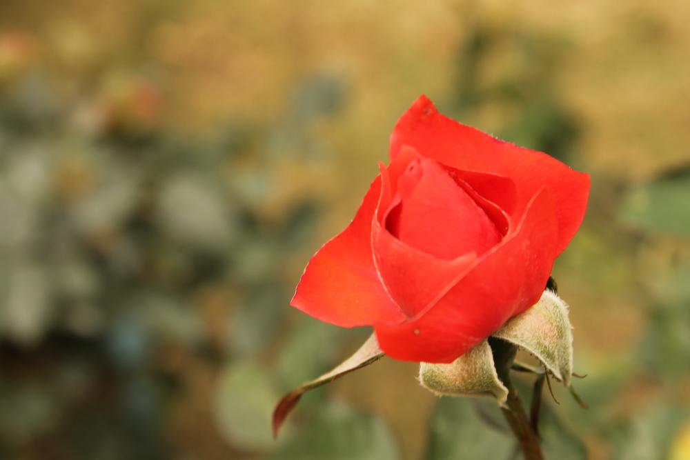 DPP_0028.JPG