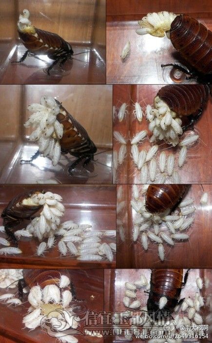 �Ҽ�Сǿ�������ˣ����Ȱ�����.jpg