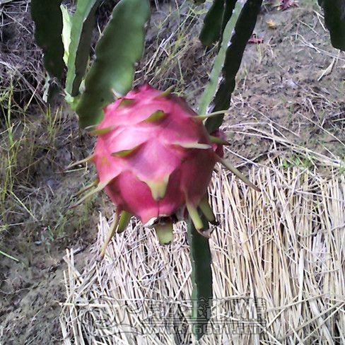 YP20120630153434._����.jpg
