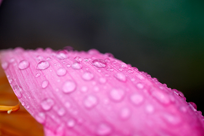 _MG_2162.JPG