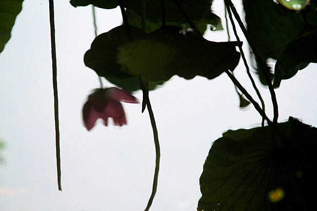 IMG_5581.JPG