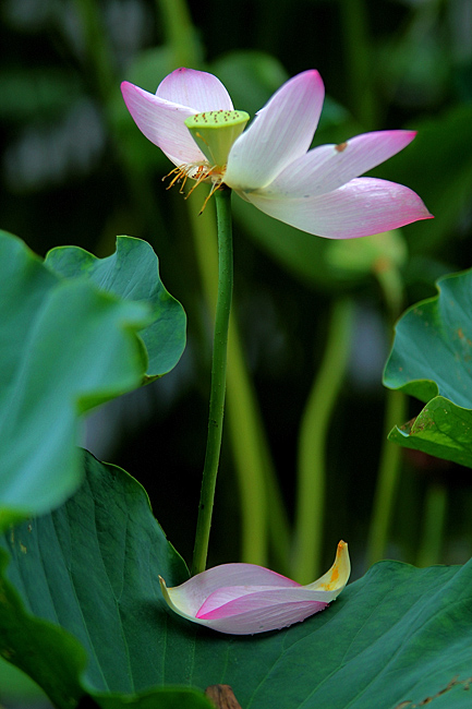 IMG_5605.JPG