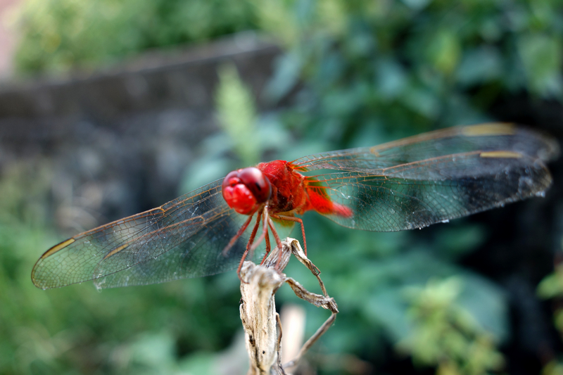 DSC00062.jpg