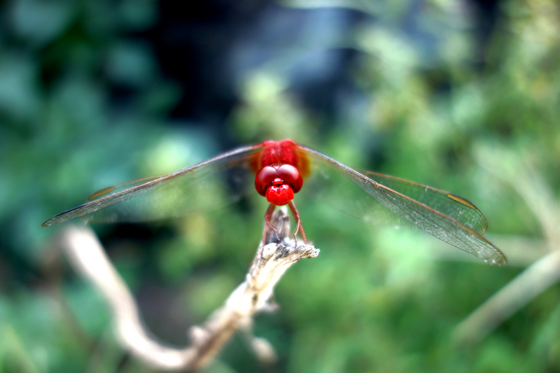 DSC00066.jpg