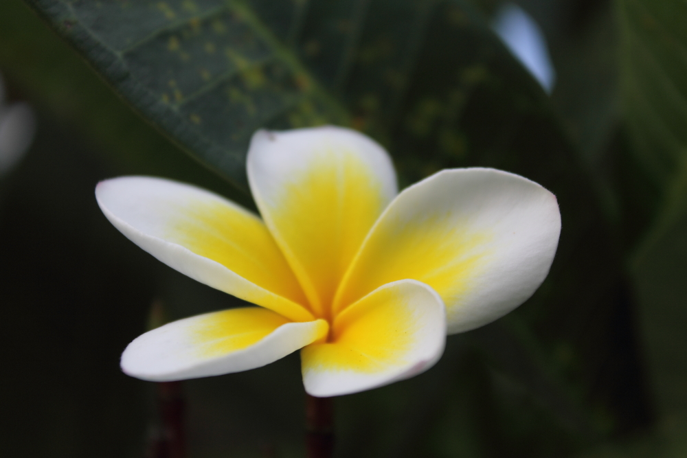 DPP_0047.JPG