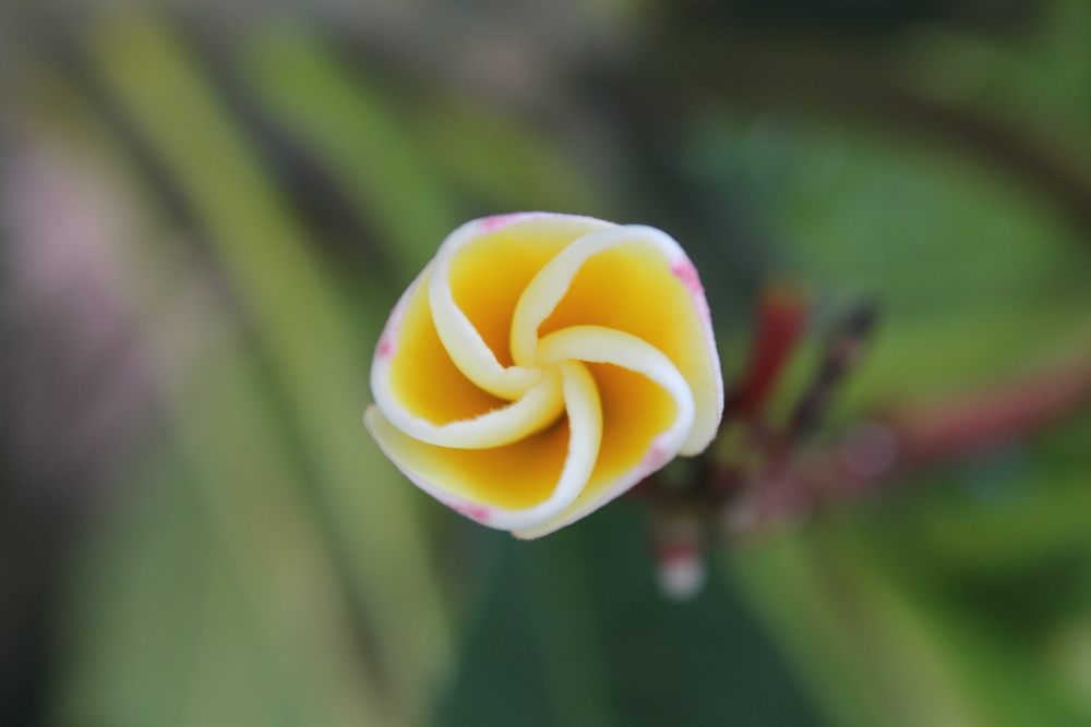 DPP_0051.JPG