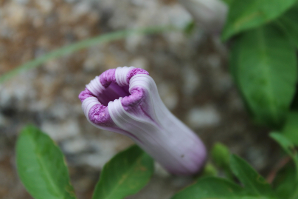 DPP_0019.JPG