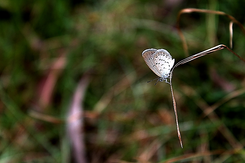 DPP_0138.JPG