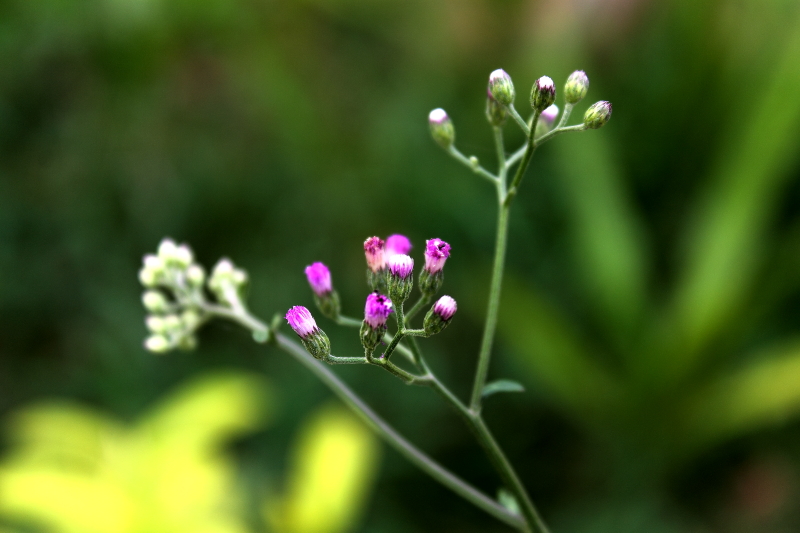 PSIMG_1045.JPG