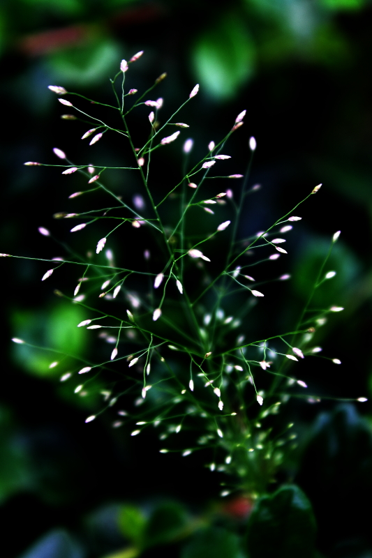 IPMG_1070.JPG