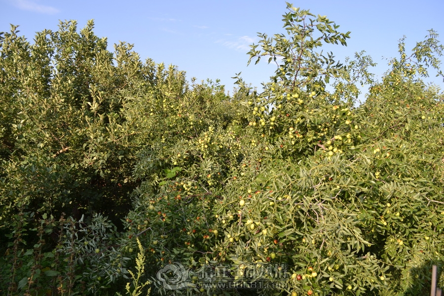 DSC_0659.JPG