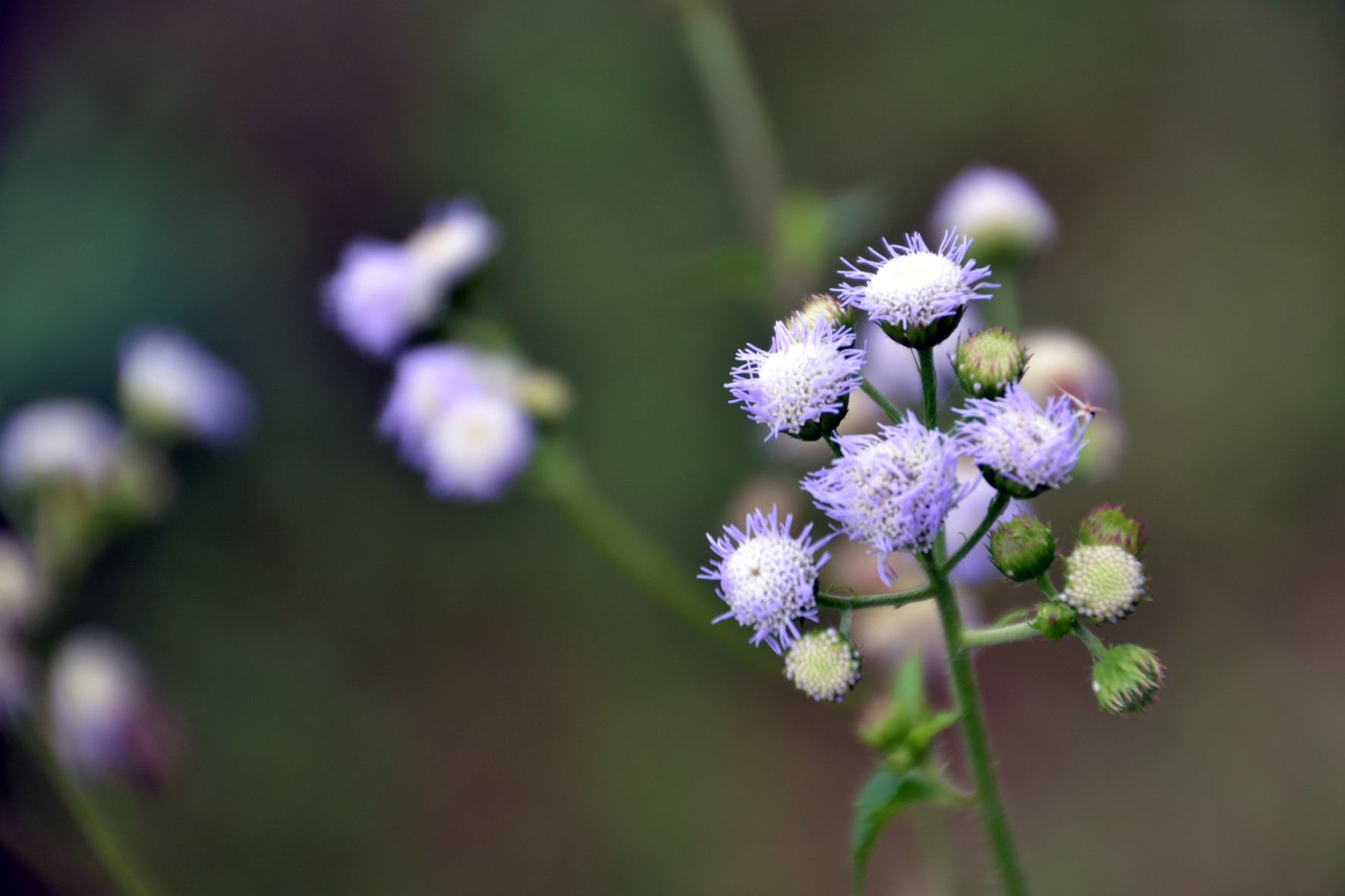 DSC_1169A.jpg